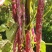 花腰豆