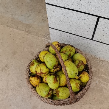 木瓜
