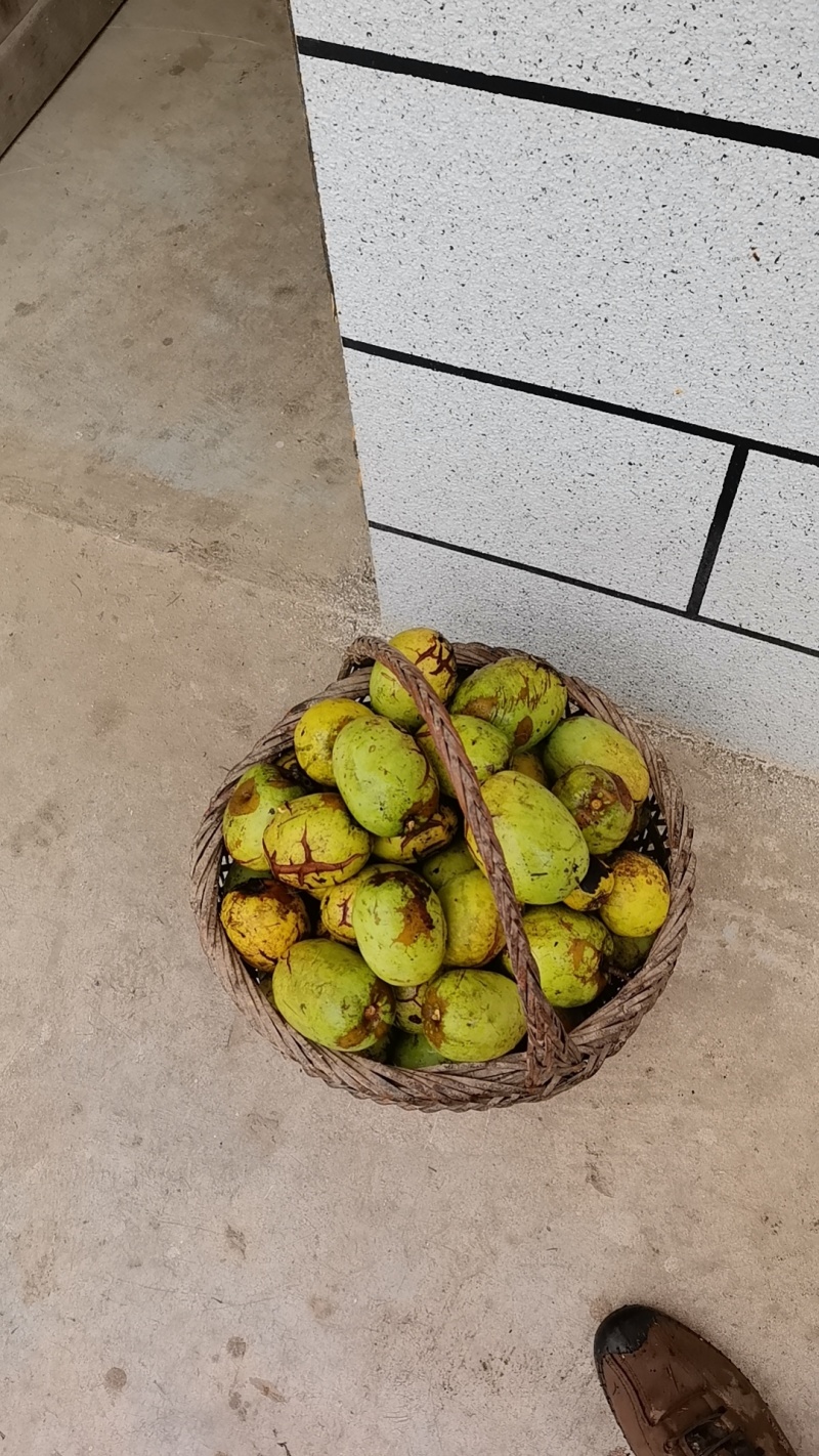 木瓜