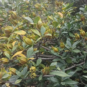 黄桅子