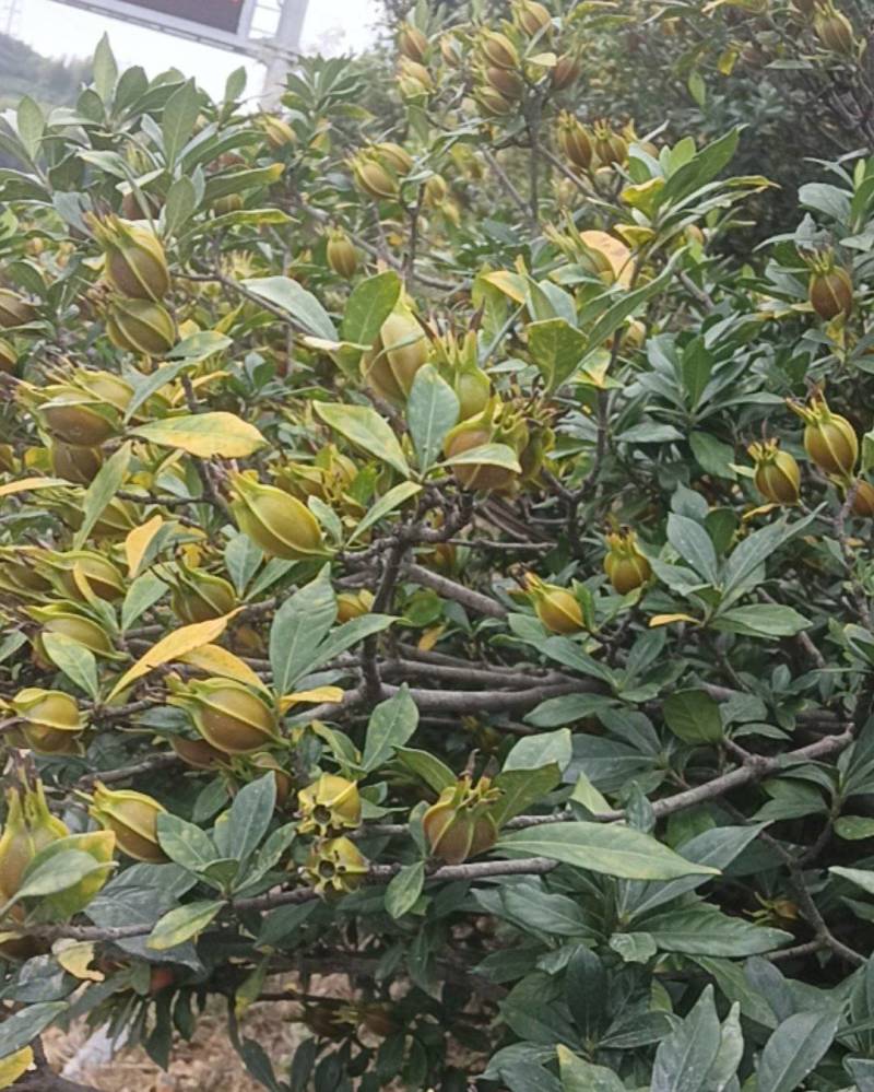 黄桅子
