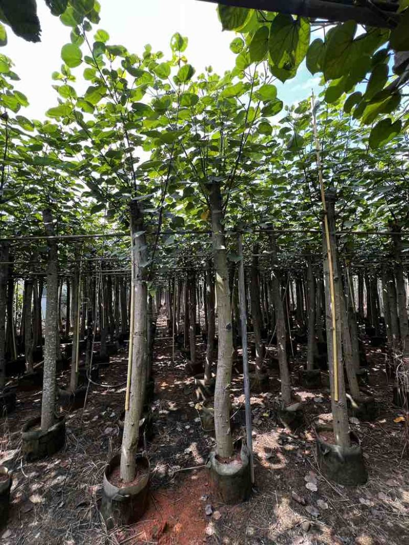黄槿8至10公分