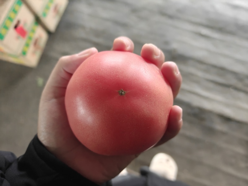 硬粉西红柿