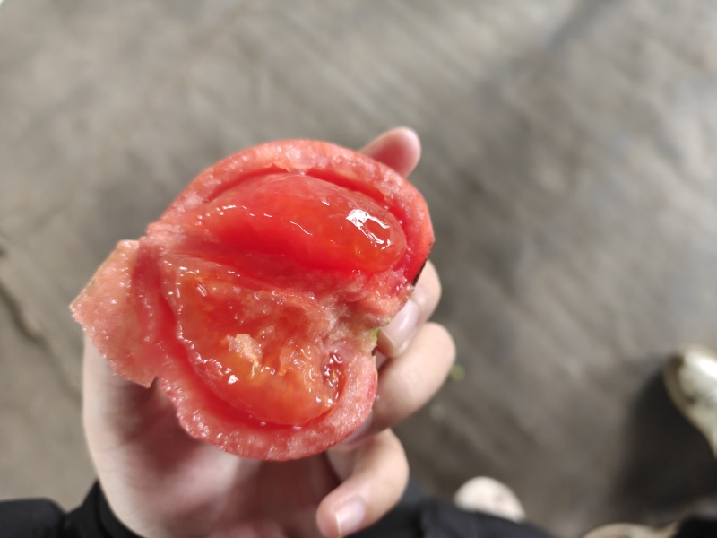 硬粉西红柿