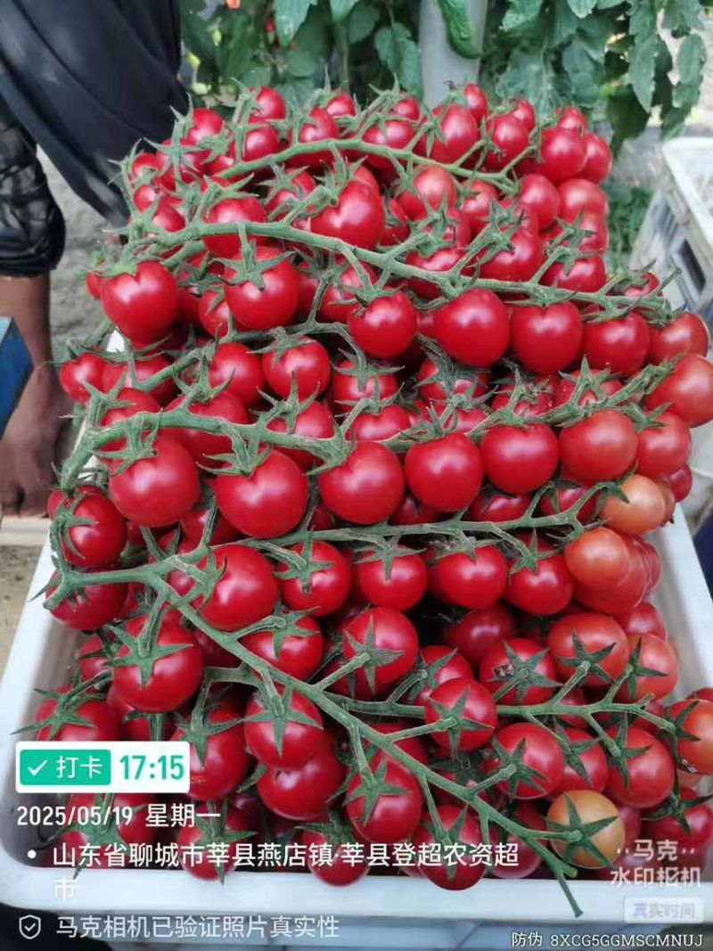 串串小番茄