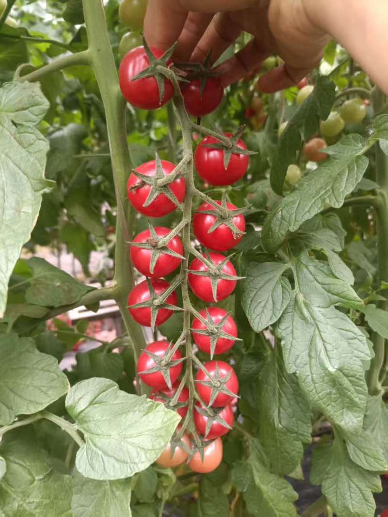 串串小番茄