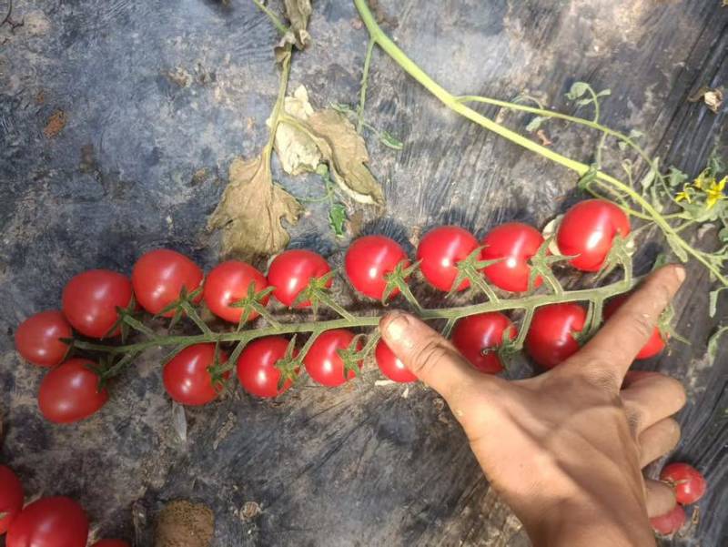 串串小番茄