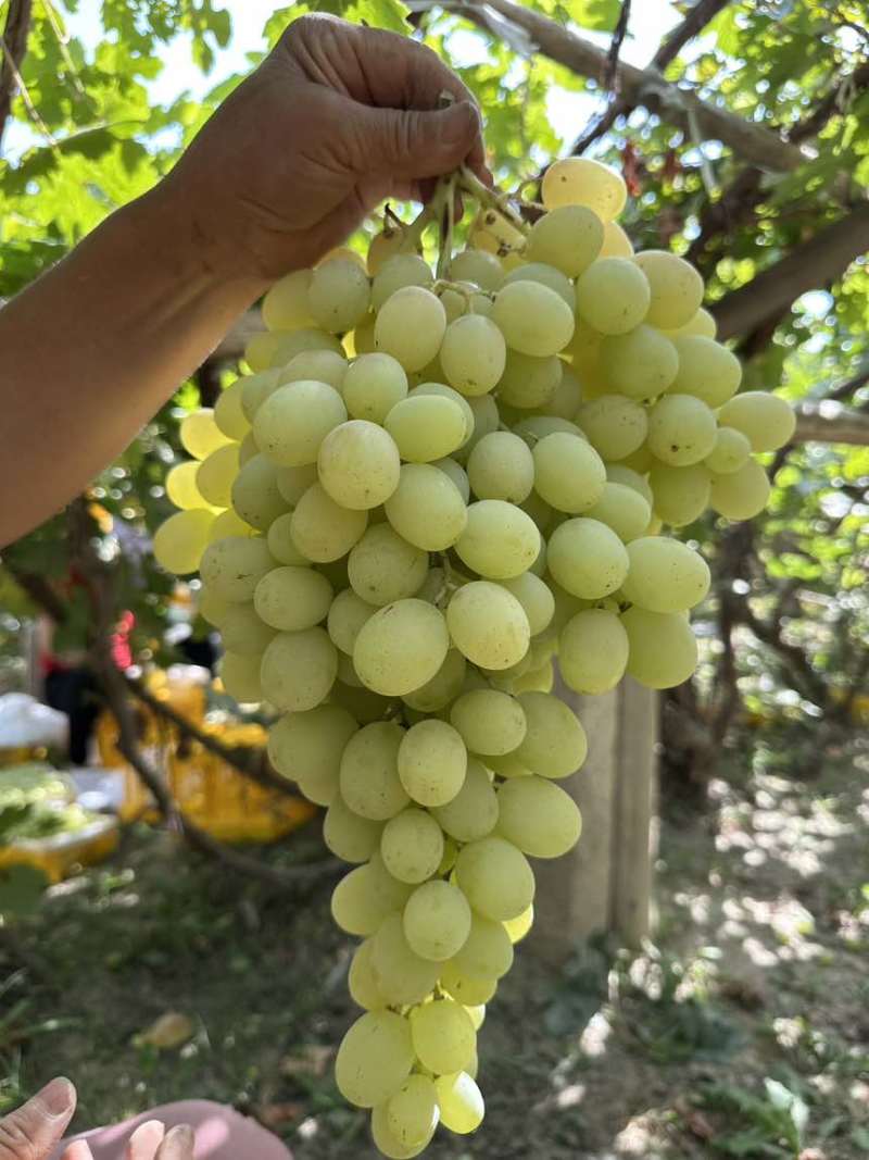 新疆阿图什木纳格葡萄