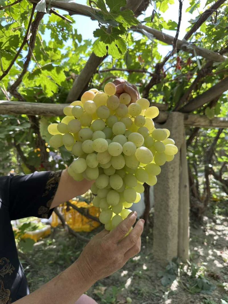 新疆阿图什木纳格葡萄
