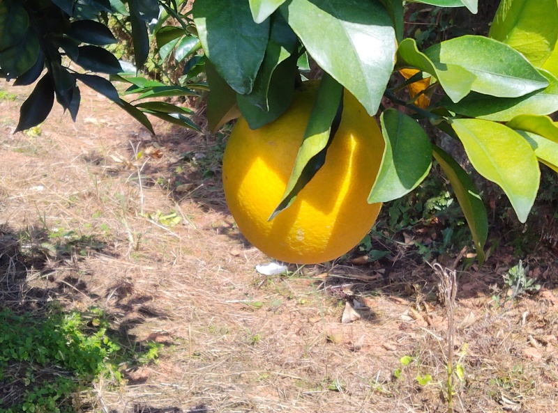 脐橙