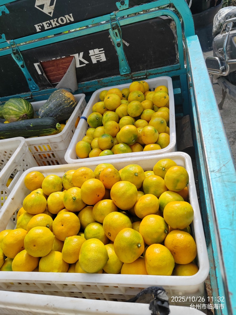 涌泉蜜橘