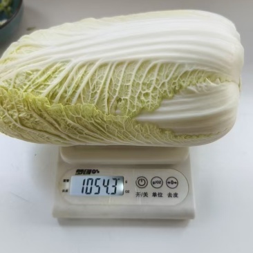 甘肃平凉200亩高原娃娃菜，大娃！