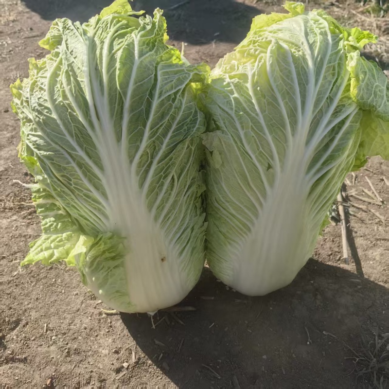 大量出售大白菜包心菜，量大优惠。