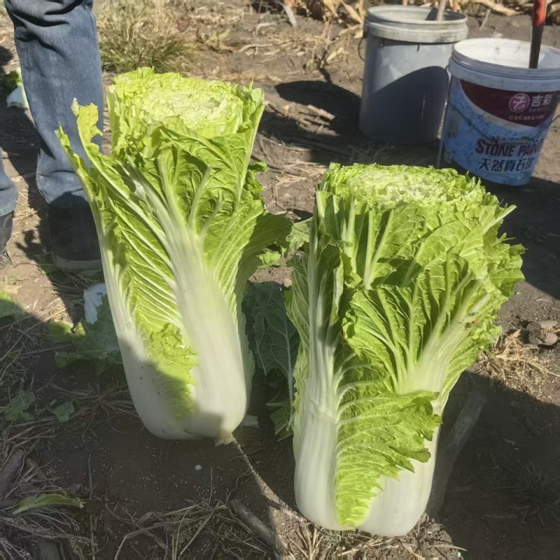 大量出售大白菜包心菜，量大优惠。