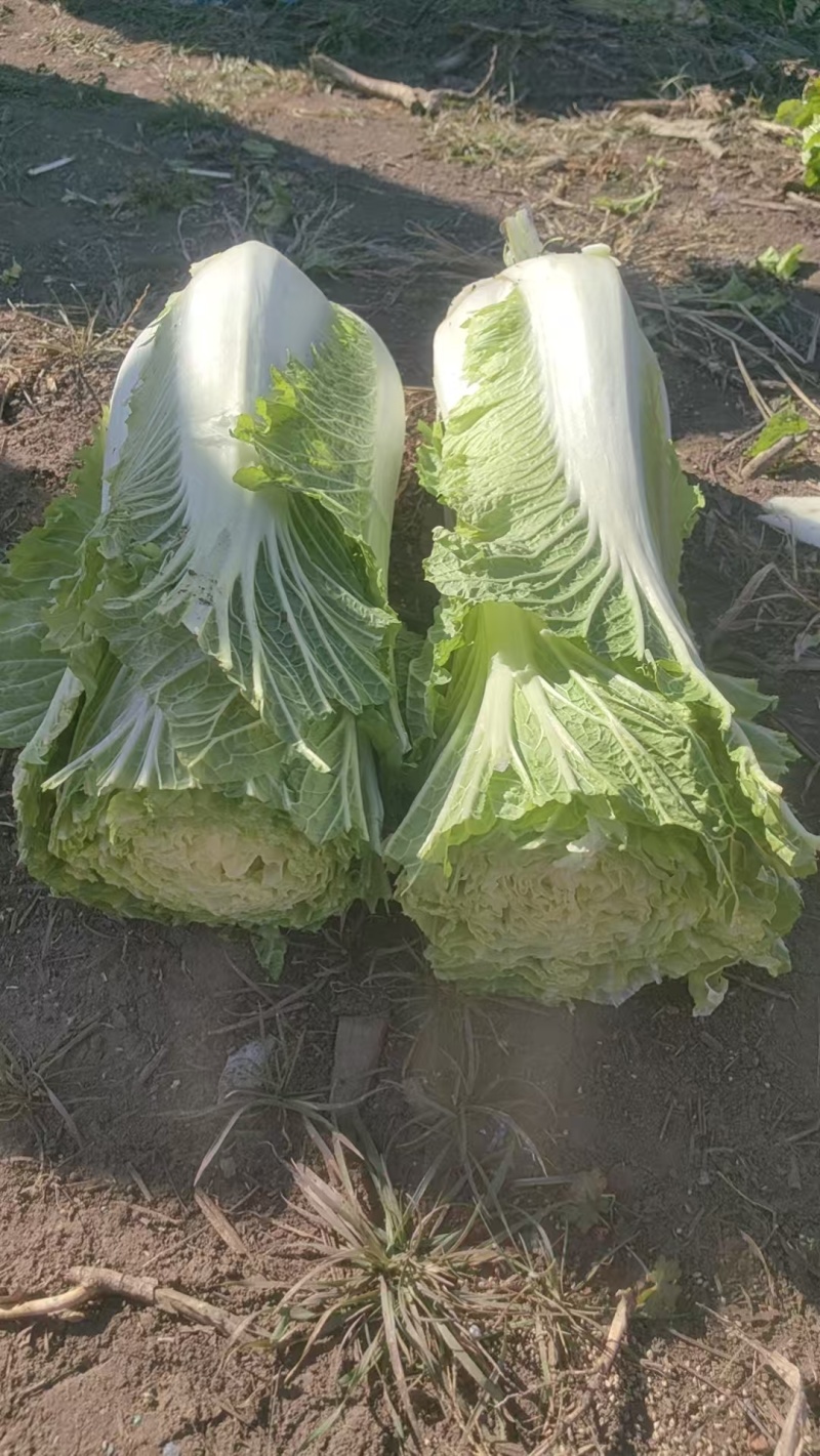 大量出售大白菜包心菜，量大优惠。