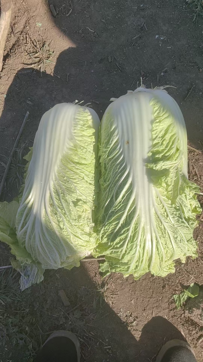 大量出售大白菜包心菜，量大优惠。