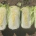 大量出售大白菜包心菜，量大优惠。
