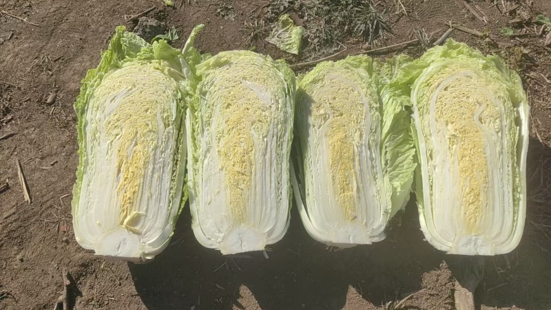 大量出售大白菜包心菜，量大优惠。