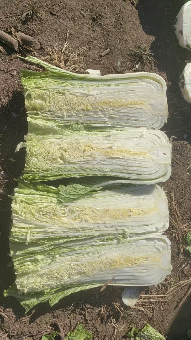 大量出售大白菜包心菜，量大优惠。