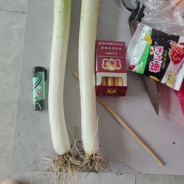 大葱