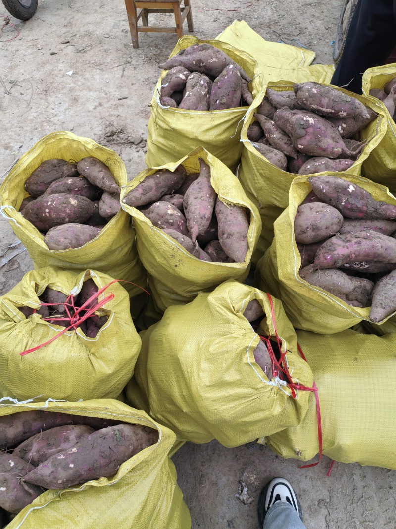 白心红薯19