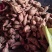 白心红薯19