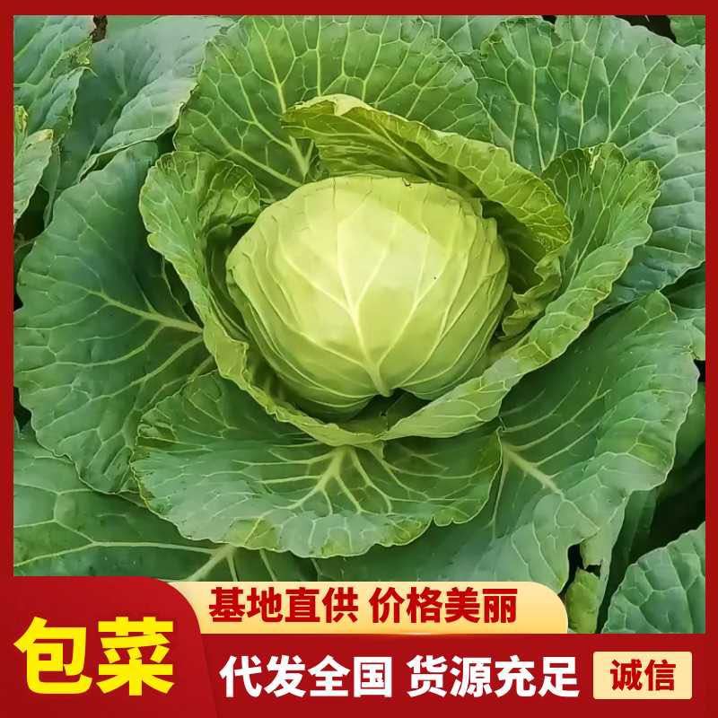 包菜