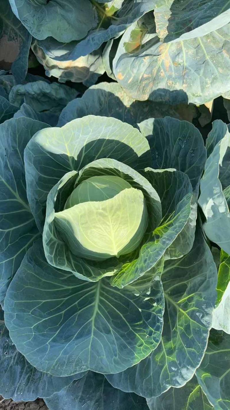 包菜