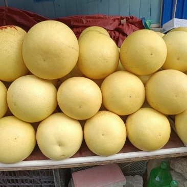 红心蜜柚