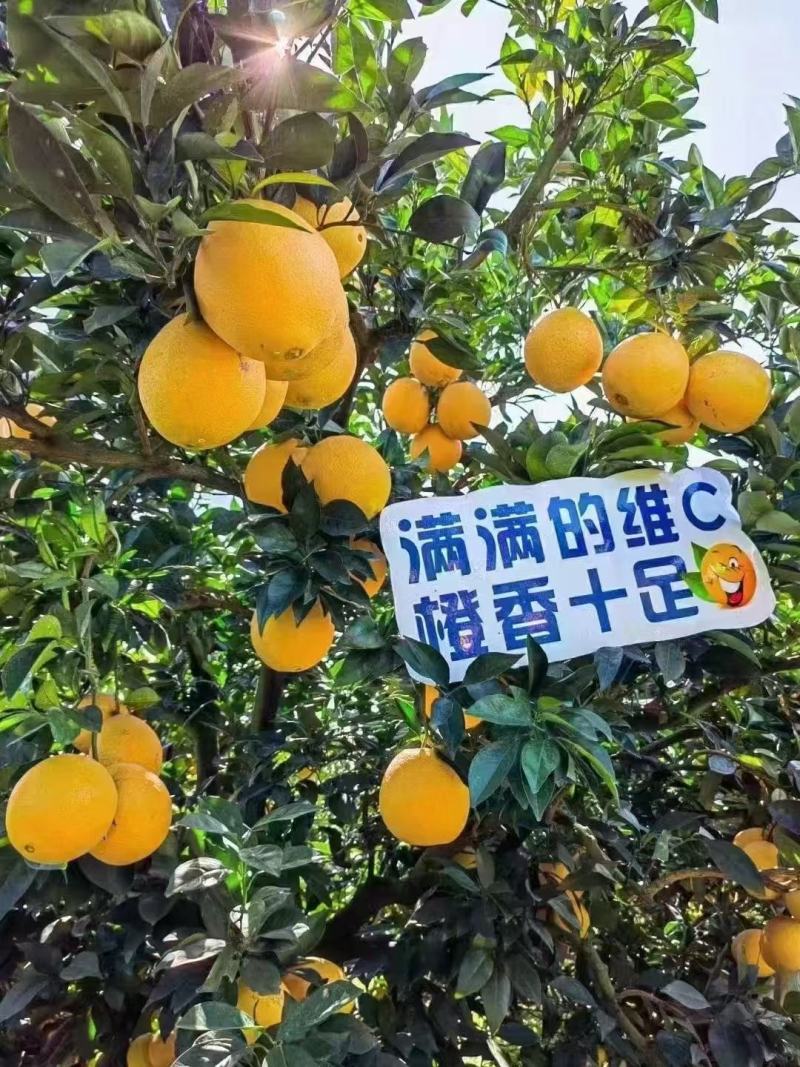 赣南脐橙