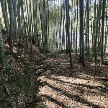 毛竹