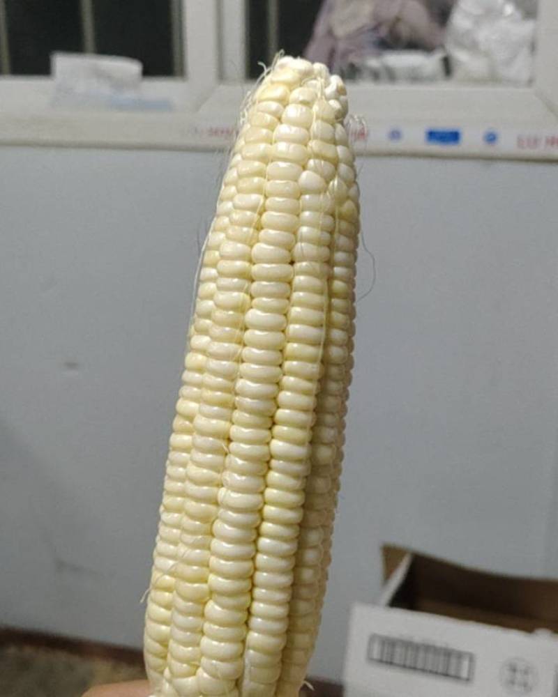 白玉米霜打干胡了
