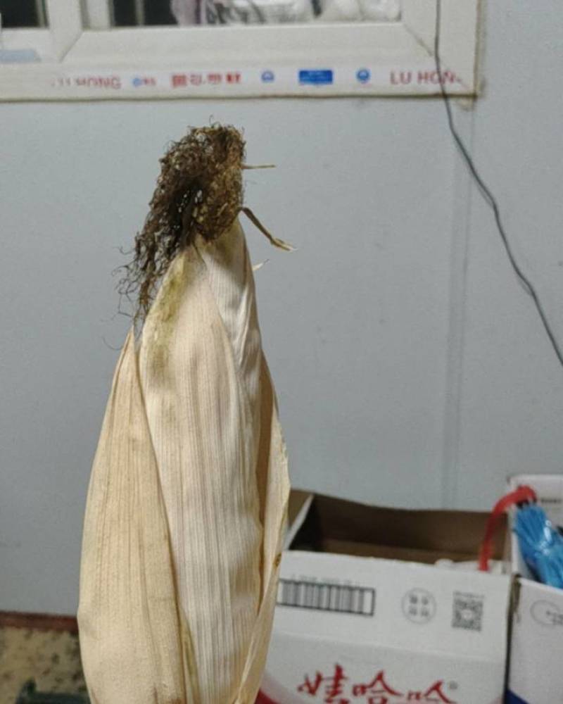 白玉米霜打干胡了