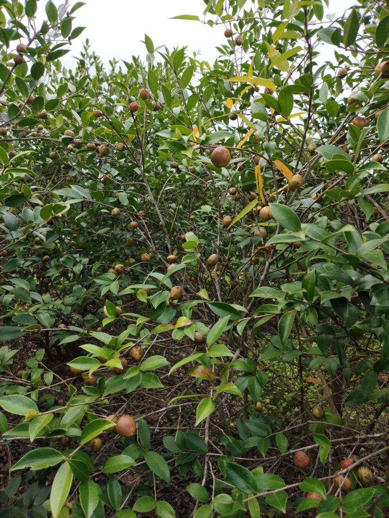 山茶果