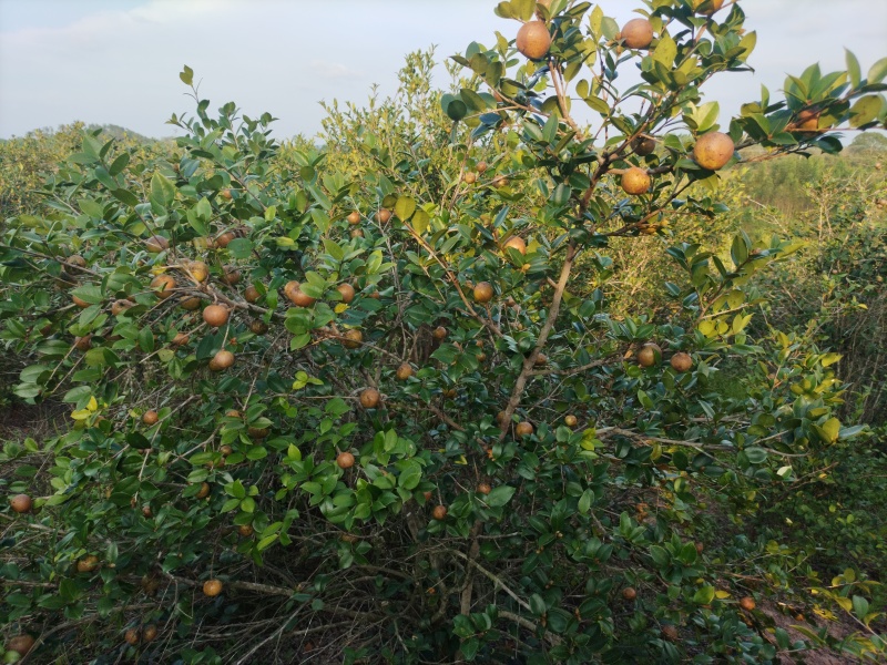 山茶果