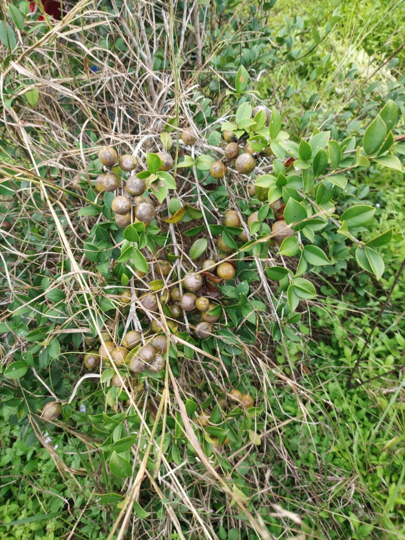 山茶果