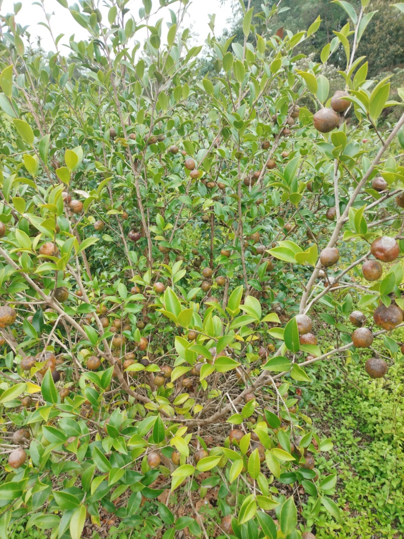 山茶果