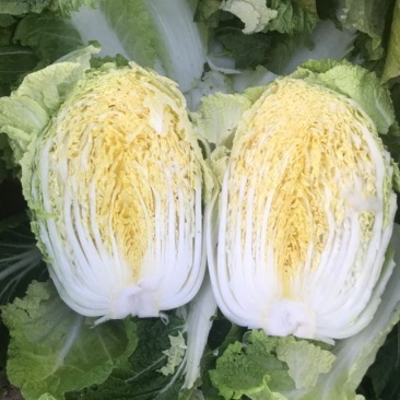 黄心白菜345678高度23-28cm