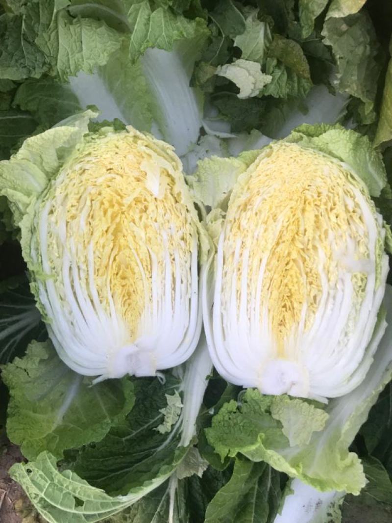 黄心白菜345678高度23-28cm