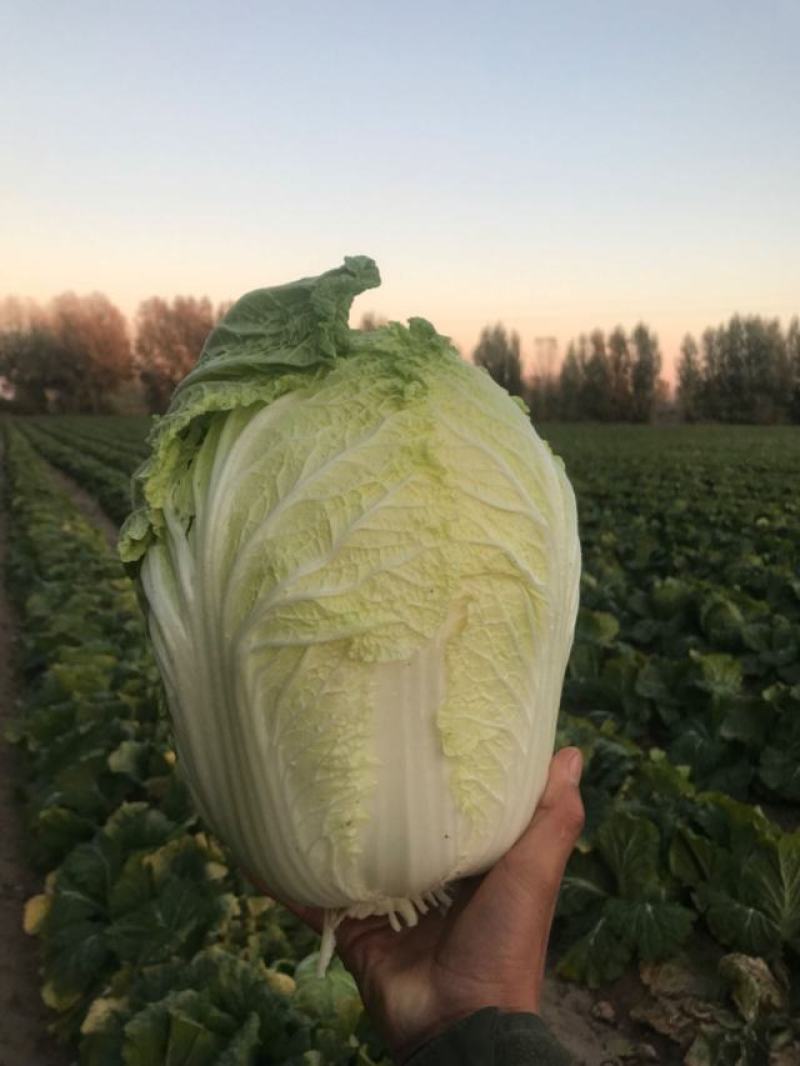 黄心白菜345678高度23-28cm