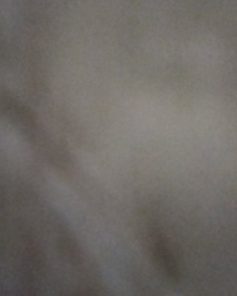 柳树垂柳小苗，