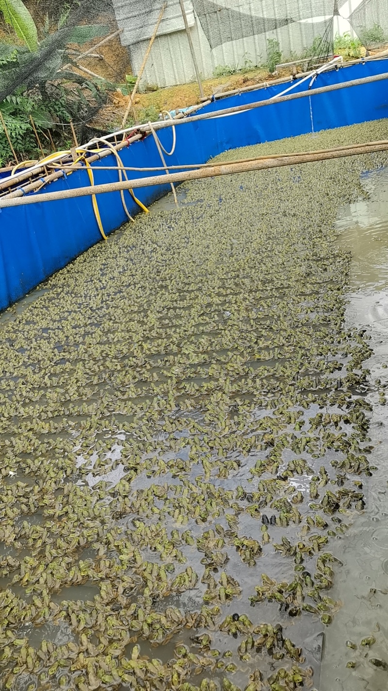 牛蛙塘鲺鱼