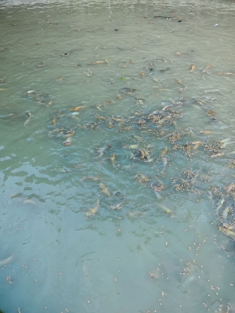 牛蛙塘鲺鱼