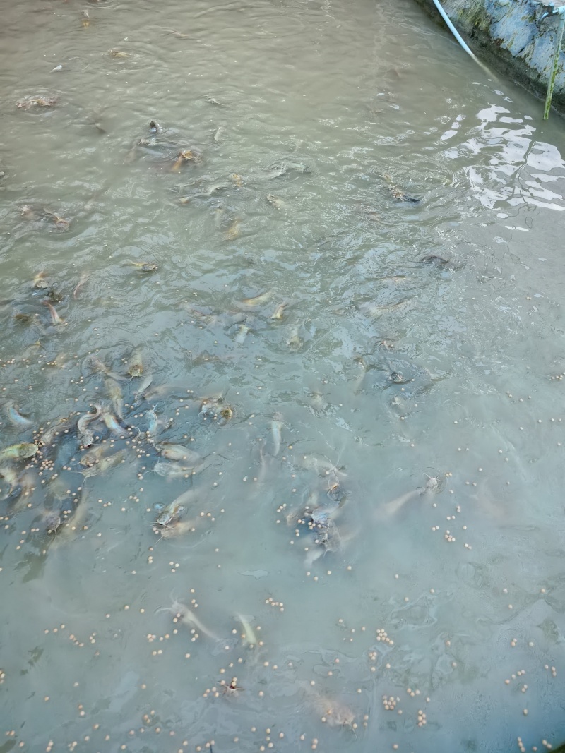 牛蛙塘鲺鱼