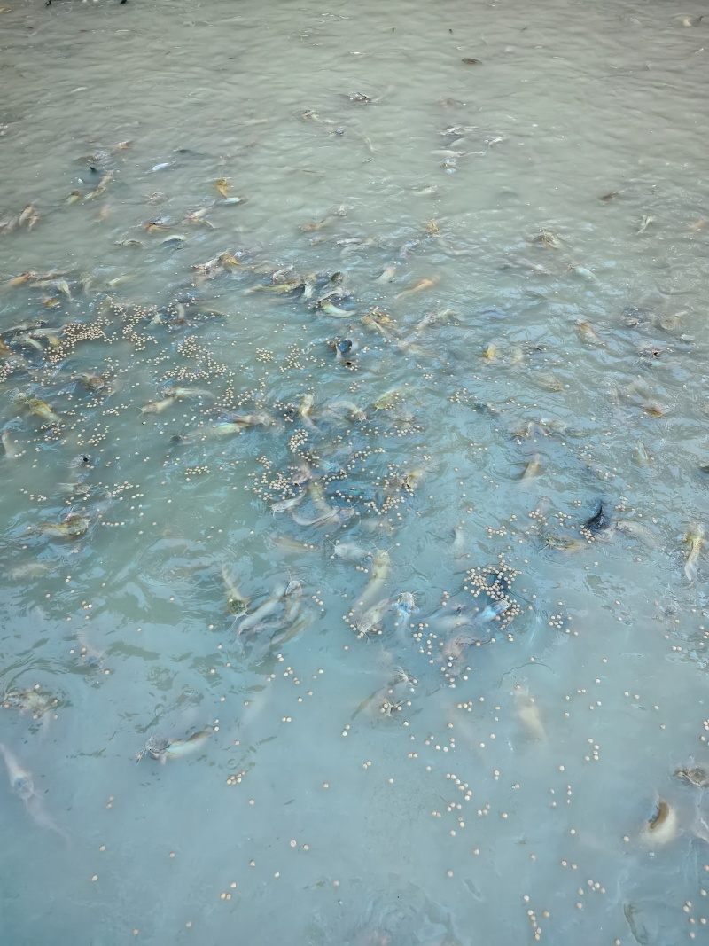 牛蛙塘鲺鱼