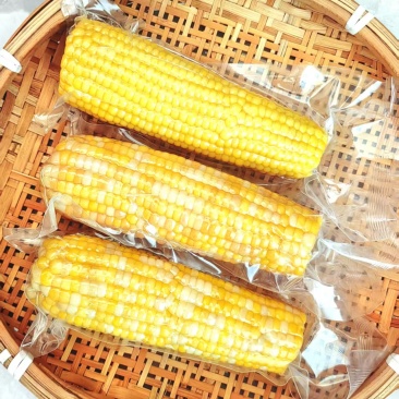 鲜食玉米