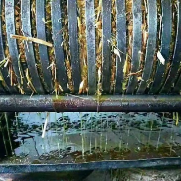 山茶油：
