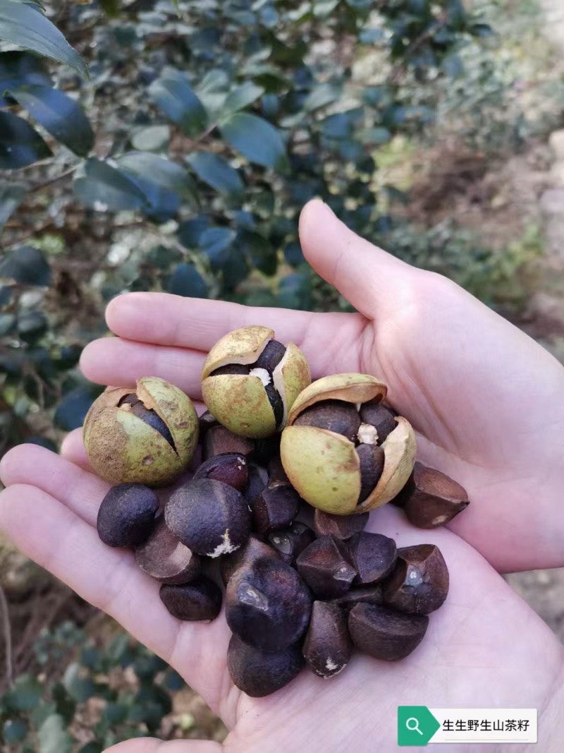 山茶油：