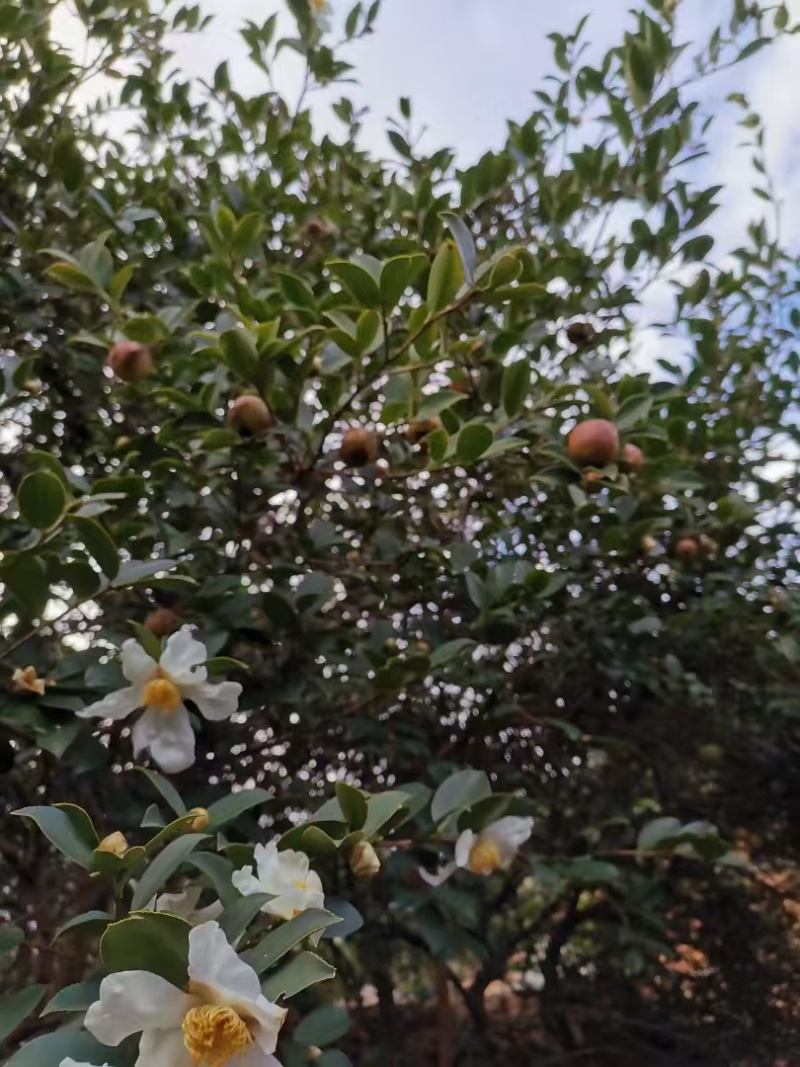 山茶油：