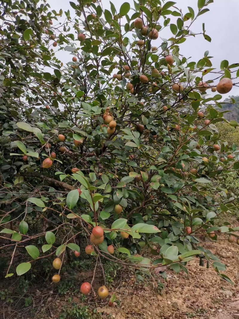 山茶油：
